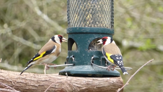 Chroma Key Background, Goldfinch, Finch, Bird, Wildlife, Feather