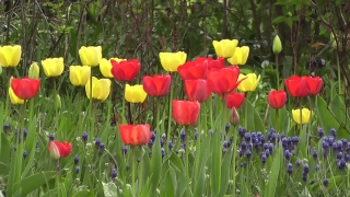 Confetti Stock Footage, Tulip, Tulips, Spring, Garden, Flower