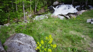 Copyright Video Download, Plant, River, Tree, Forest, Landscape