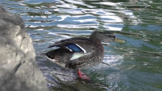 Dreamstime Stock Footage, Red-breasted Merganser, Merganser, Duck, Sea Duck, Wildlife
