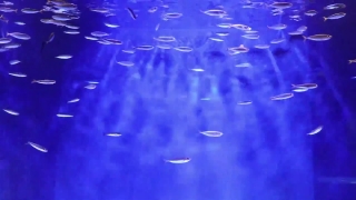 Footage Stock Video, Water, Hammerhead, Shark, Light, Liquid