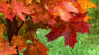 Hockey Stock Footage, Maple, Autumn, Leaves, Fall, Leaf