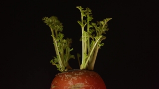 Html5 Video Background, Vegetable, Carrot, Food, Tomato, Fresh