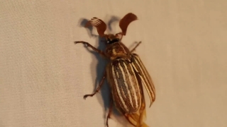 Motion Backgrounds, Ground Beetle, Beetle, Insect, Arthropod, Invertebrate