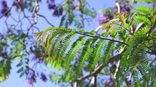 Motion Backgrounds Video Editing, Tree, Woody Plant, Plant, Vascular Plant, Fern