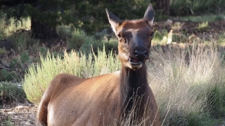 Mountain Video Footage, Antelope, Wildlife, Buck, Impala, Deer