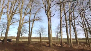 No Copyright Background Video Download, Tree, Forest, Landscape, Trees, Winter
