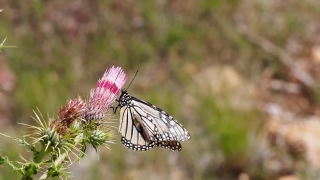 No Copyright Video On Youtube, Insect, Butterfly, Herb, Plant, Flower