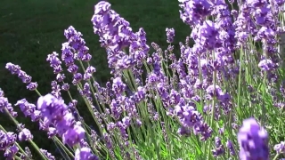 Slide Show Background, Lavender, Shrub, Woody Plant, Vascular Plant, Plant