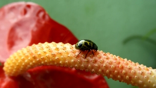 Stock Film, Beetle, Insect, Arthropod, Leaf Beetle, Ladybug