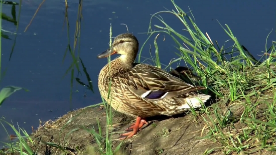 Stock Footage And Video, Drake, Duck, Waterfowl, Bird, Wildlife