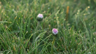 Stock Footage For Editing, Chives, Bulbous Plant, Flower, Plant, Vascular Plant