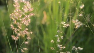 Stock Movie Footage, Herb, Vascular Plant, Plant, Field, Grass