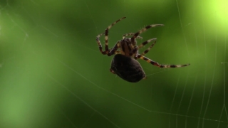Stock Movies, Garden Spider, Spider, Arachnid, Arthropod, Invertebrate