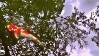 Summer Stock Footage, Goldfish, Tree, Flamingo, Bird, Wading Bird