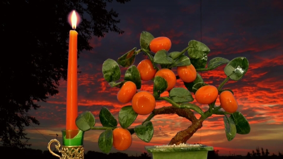 Taj Mahal No Copyright Video, Citrus, Orange, Fruit, Mandarin, Tangerine