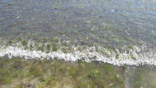 Video Animations, Water, Water Crowfoot, Aquatic Plant, Channel, River