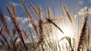 Video Backgrounds For Websites, Wheat, Cereal, Field, Agriculture, Harvest