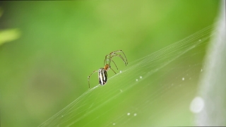 Video Clips Animated Backgrounds Overlays, Spider, Arachnid, Barn Spider, Arthropod, Insect