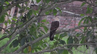 Video Motion Backgrounds Download, Bird, Cuckoo, Wildlife, Tree, Hawk