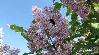 Video Website, Lilac, Plant, Flower, Tree, Spring