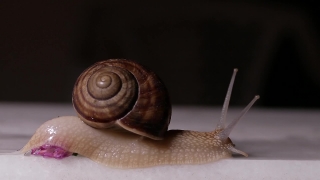 Videos From Copyright, Snail, Gastropod, Mollusk, Invertebrate, Animal