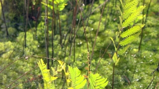 Wildlife Stock Footage, Plant, Vascular Plant, Tree, Herb, Spring