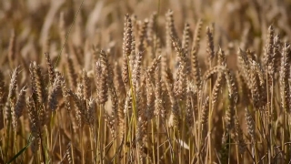 Without Copyright Intro Video, Wheat, Cereal, Field, Agriculture, Harvest