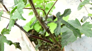 Without Copyright Video Download, Walking Stick, Insect, Arthropod, Tree, Invertebrate