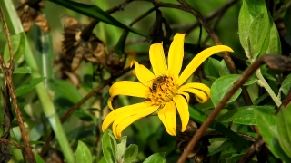Worship Graphics, Sunflower, Flower, Plant, Yellow, Vascular Plant