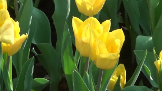 Youtube Videos With No Copyright, Tulip, Tulips, Spring, Flower, Plant
